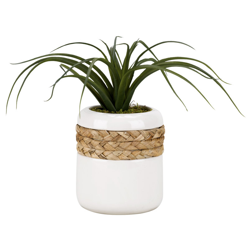 Plante de sol en céramique ronde tillandsia