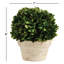 Nigel 8'' Boxwood Topiary in Ceramic Pot