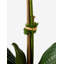 Adeline Gold Realtouch Orchid