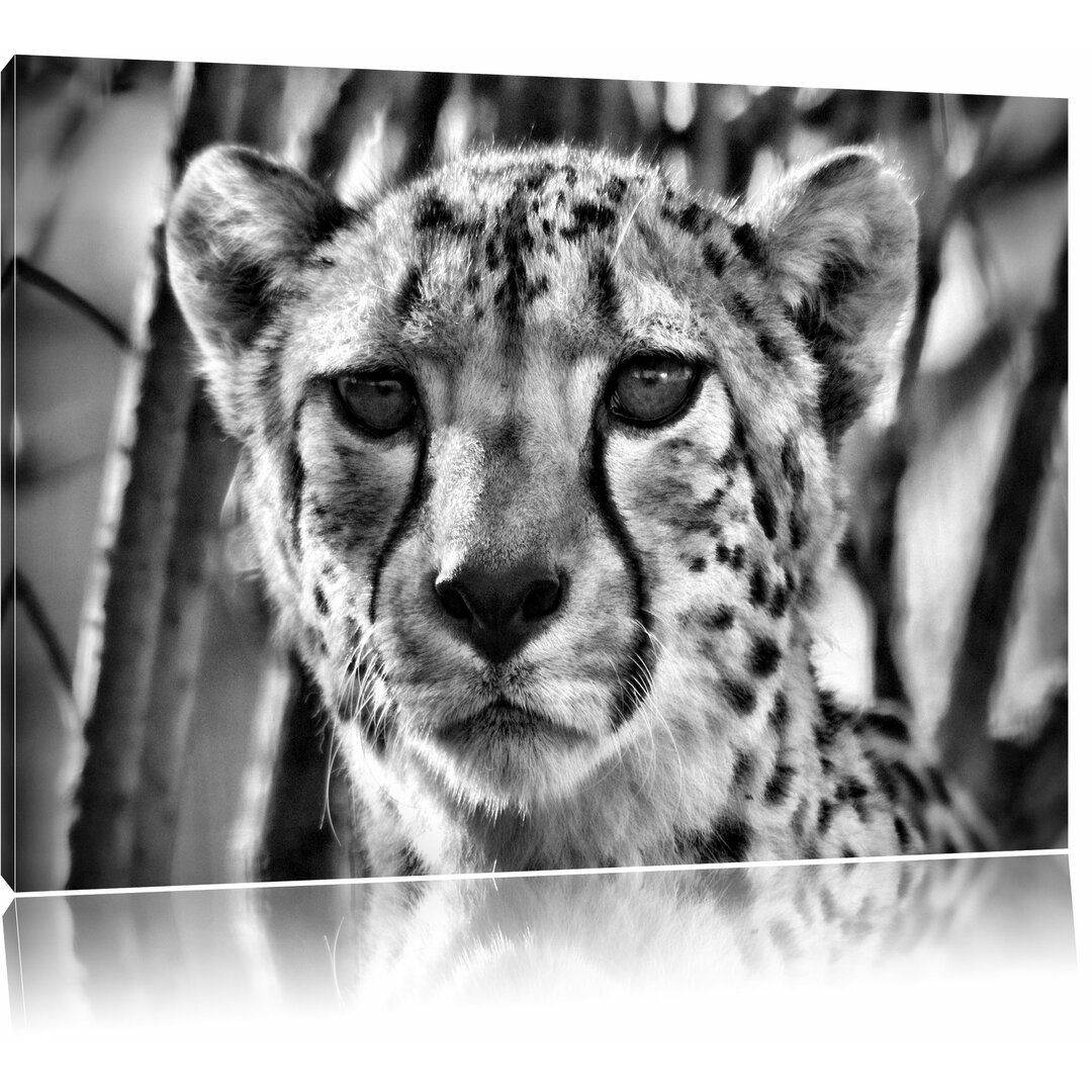 Leinwandbild Junger Gepard im Dschungel in Monochrom