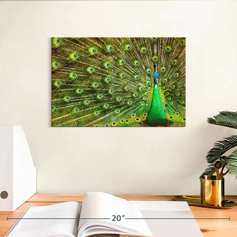 Brampt Showing Off Peacock Feathers, 8" H x 12" W