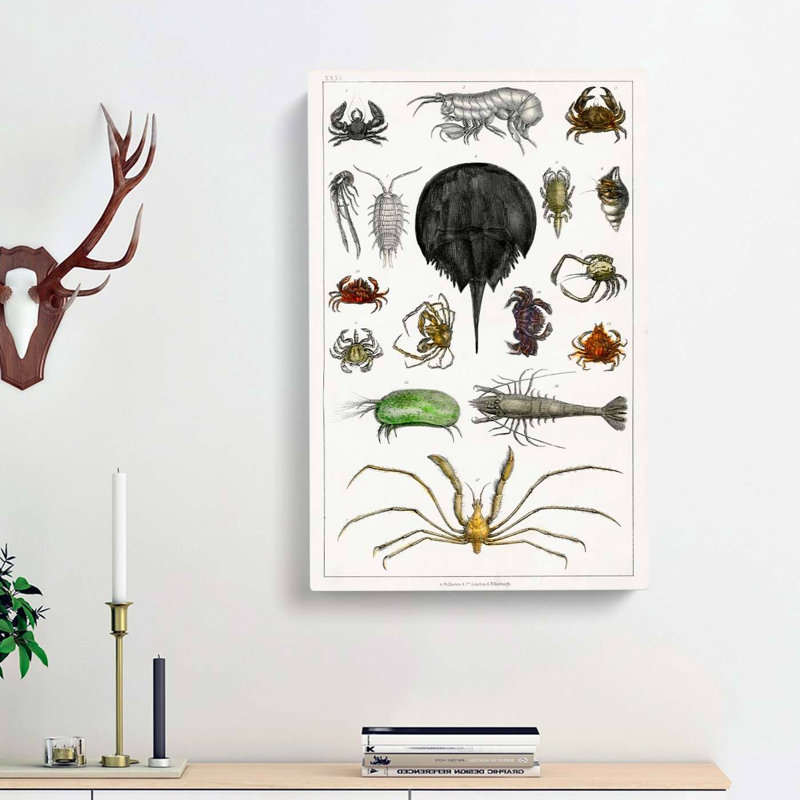 Crabs & Lobsters by Oliver Goldsmith - Wrapped Canvas Painting, 50cm H x 35cm W x 3cm D