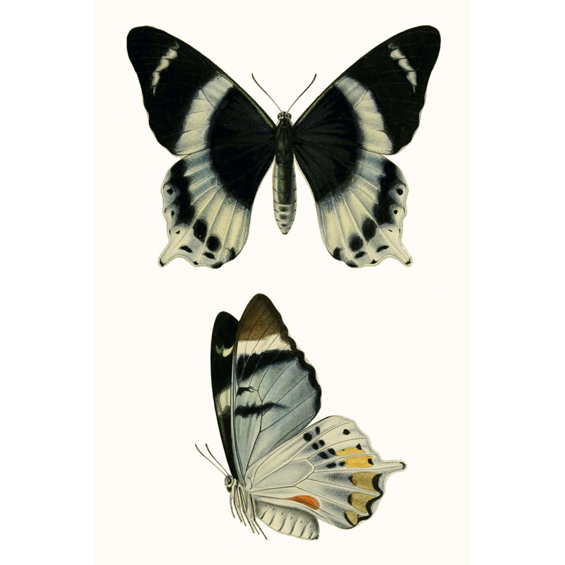Papillons bleus antiques I, H 18 po x l 12 po x P 1,25 po