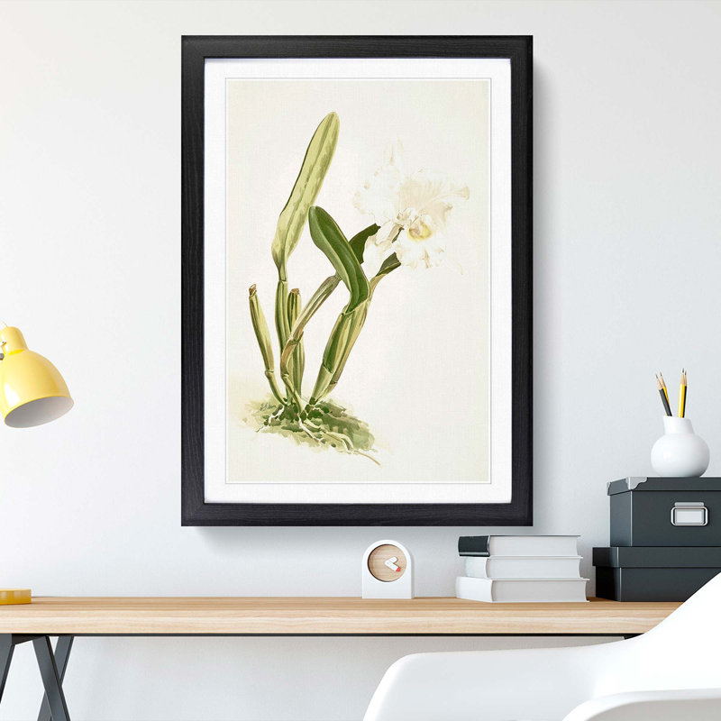 Magnolia Flowers Illustration Tab. 74 by Frederick Sander - Picture Frame Painting Print, Black, 76cm H x 50cm W x 2cm D