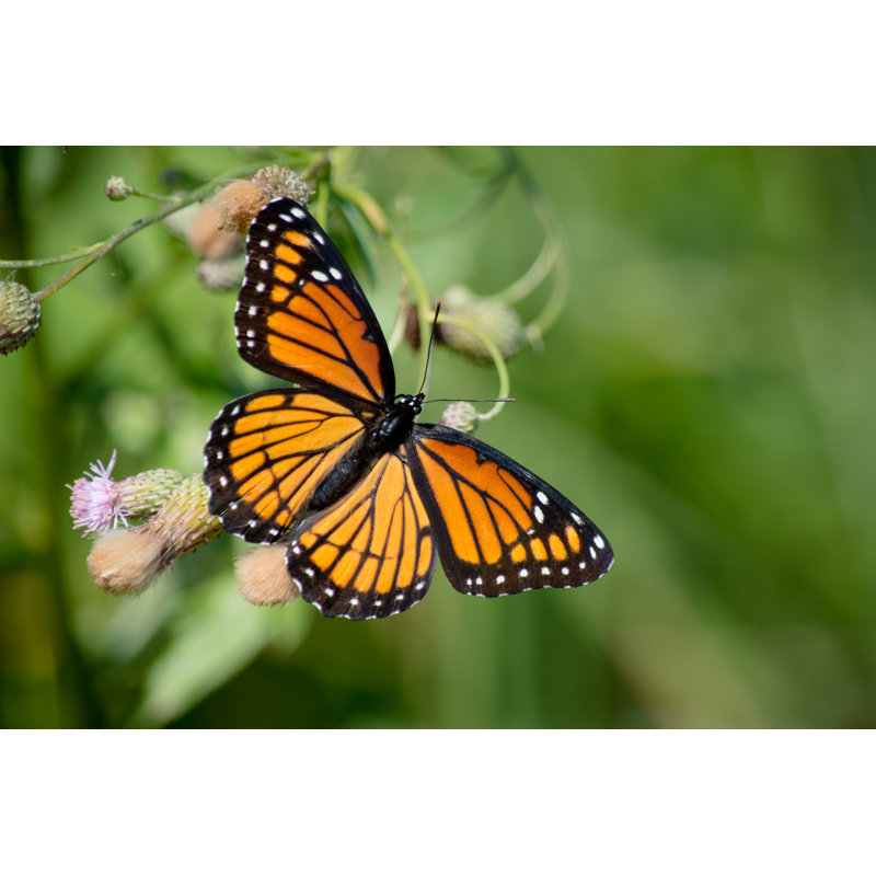 Dosch Monarch by AHPhotoswpg - Wrapped Canvas Print, 20cm H x 30cm W x 3.8cm D