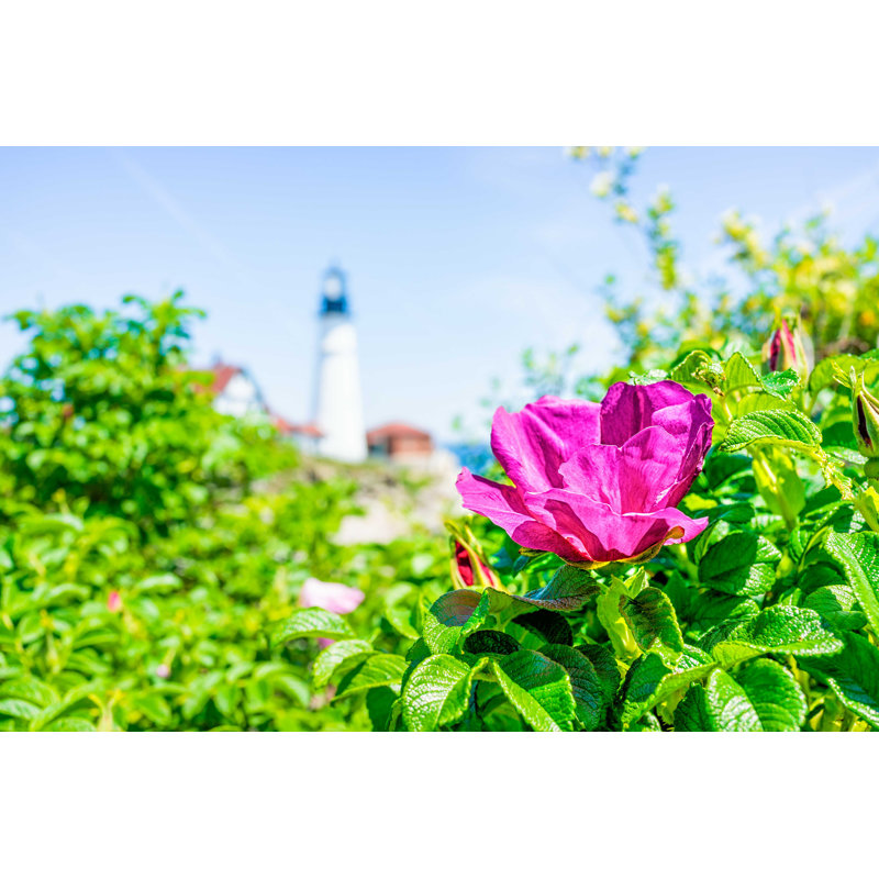 «Rugosa Rose Flower» - Photographie sur toile tendue, H 24 po x l 36 po