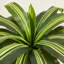 Adcock UV Resistant Artificial Yellow Dracaena Tree, Faux Tree with Large Base for Indoor Outdoor-983444161-983444160
