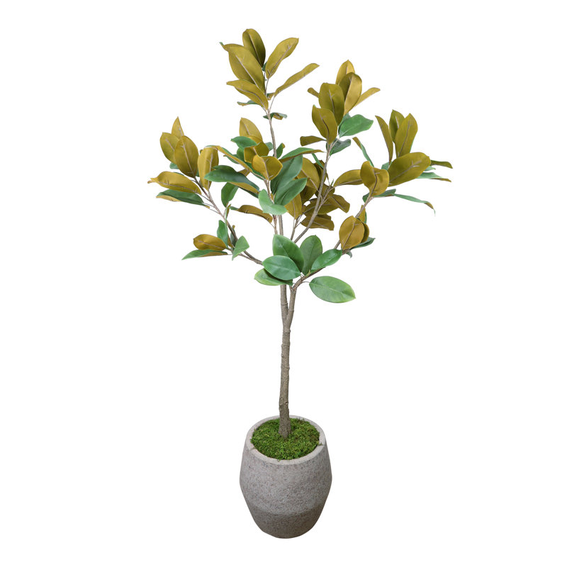 Magnolia d'extérieur classé UV dans un pot en pierre