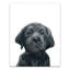 «Black Lab Puppy», reproduction sur toile-1103220341
