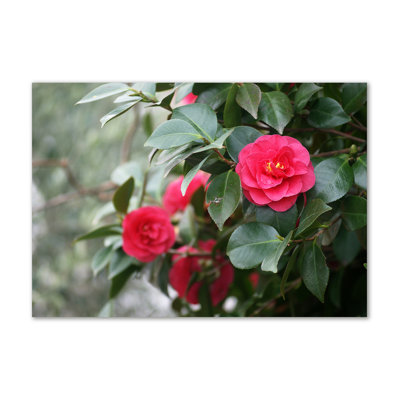 Camellia - No Frame Print on Canvas
