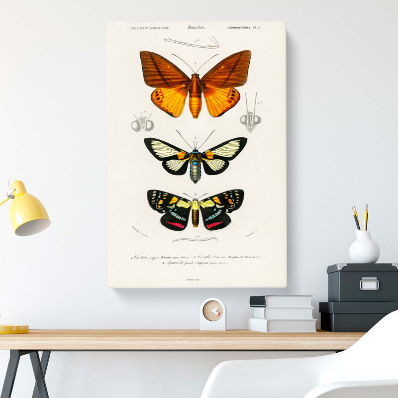 Moth Illustrations PL. 8 by Charles D Orbigny - Wrapped Canvas, 50cm H x 35cm W x 3cm D