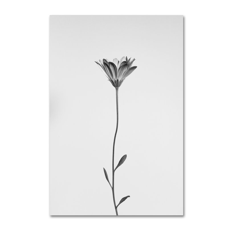 « marguerite », reproduction de photo sur toile tendue, H 19 po x l 12 po