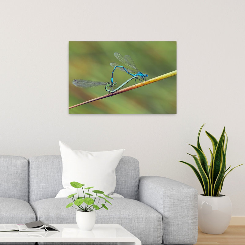 Mating Damselflies Heart Shape Delicate Vibrant Contemporary Animal Nature Wall Art Print by Stuart Williams - Print