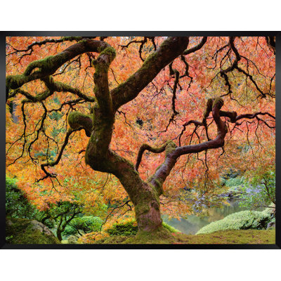 " Japanese Maple Tree "