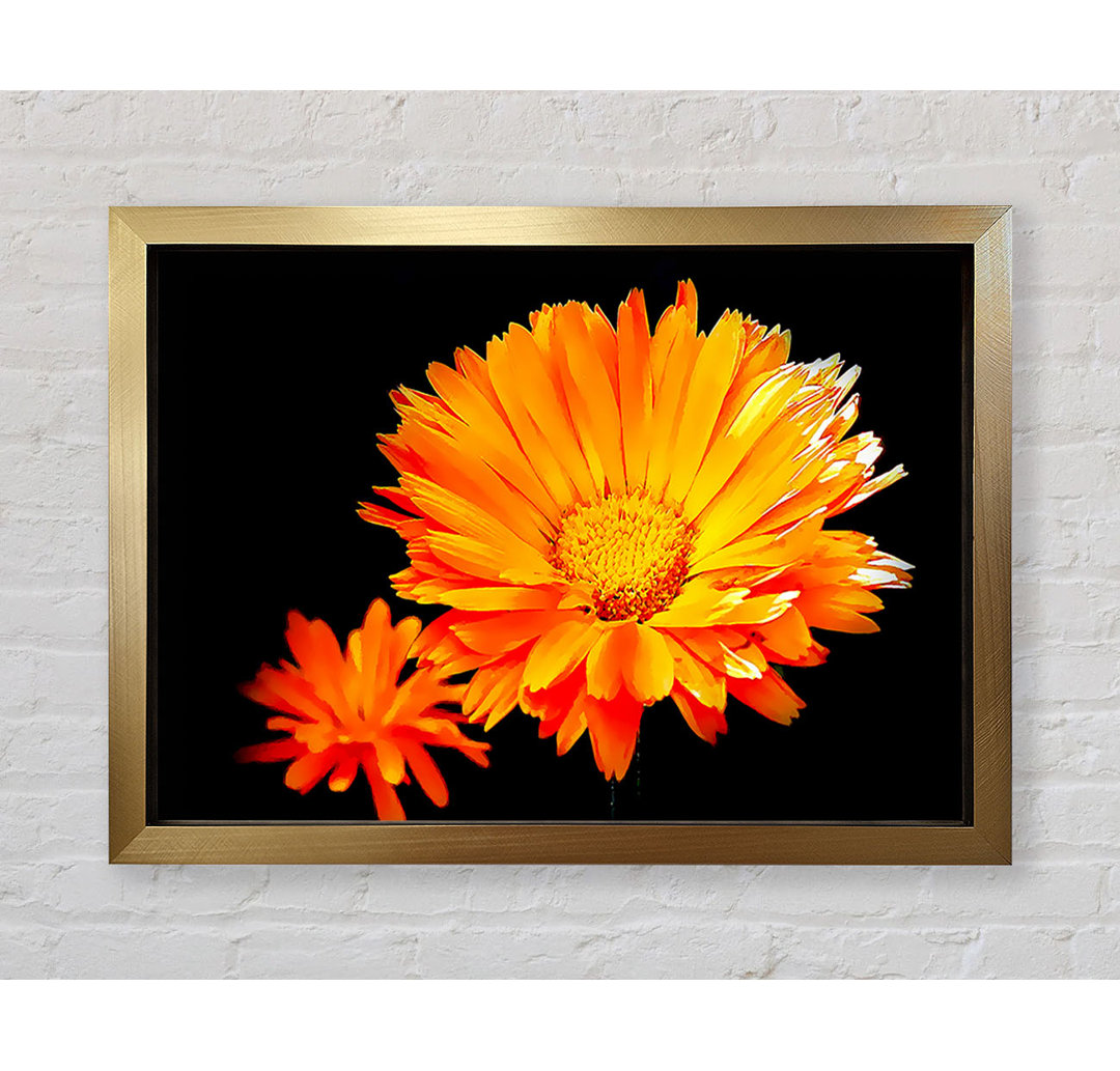 Vibrant Orange Gerberas - Einzelne Bilderrahmen Kunstdrucke