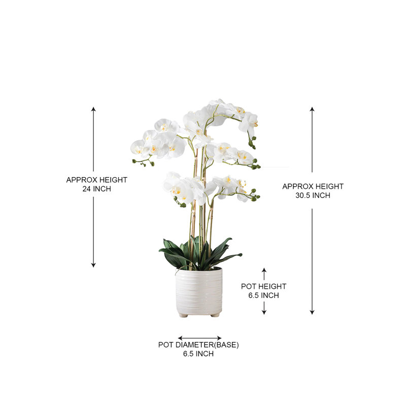 Orchidée à 5 tiges dans un pot en céramique, 6,5 po de diamètre et 30,5 po de hauteur