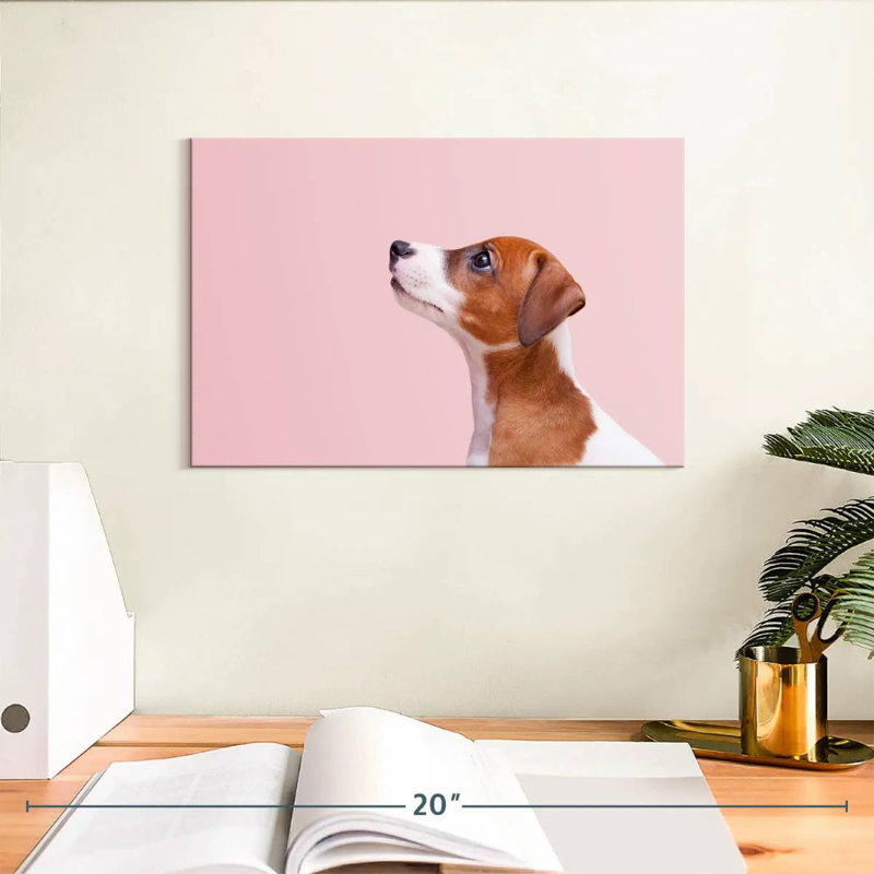 Brampt Jack Russel Dog