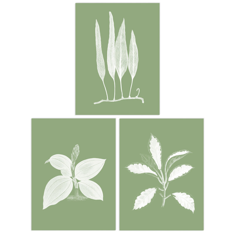 Sage Green Tree Plant Detailed Foliage Xray Imprint Monochrome Botanical - 3 Piece No Frame Print Set