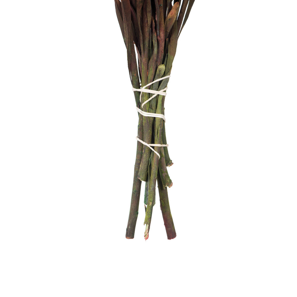 Plumosum Stems, Red