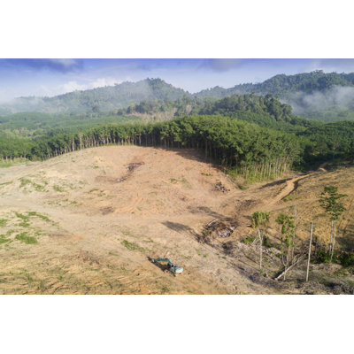 Deforestation, Cutting Down Rainforest. - Wrapped Canvas Print