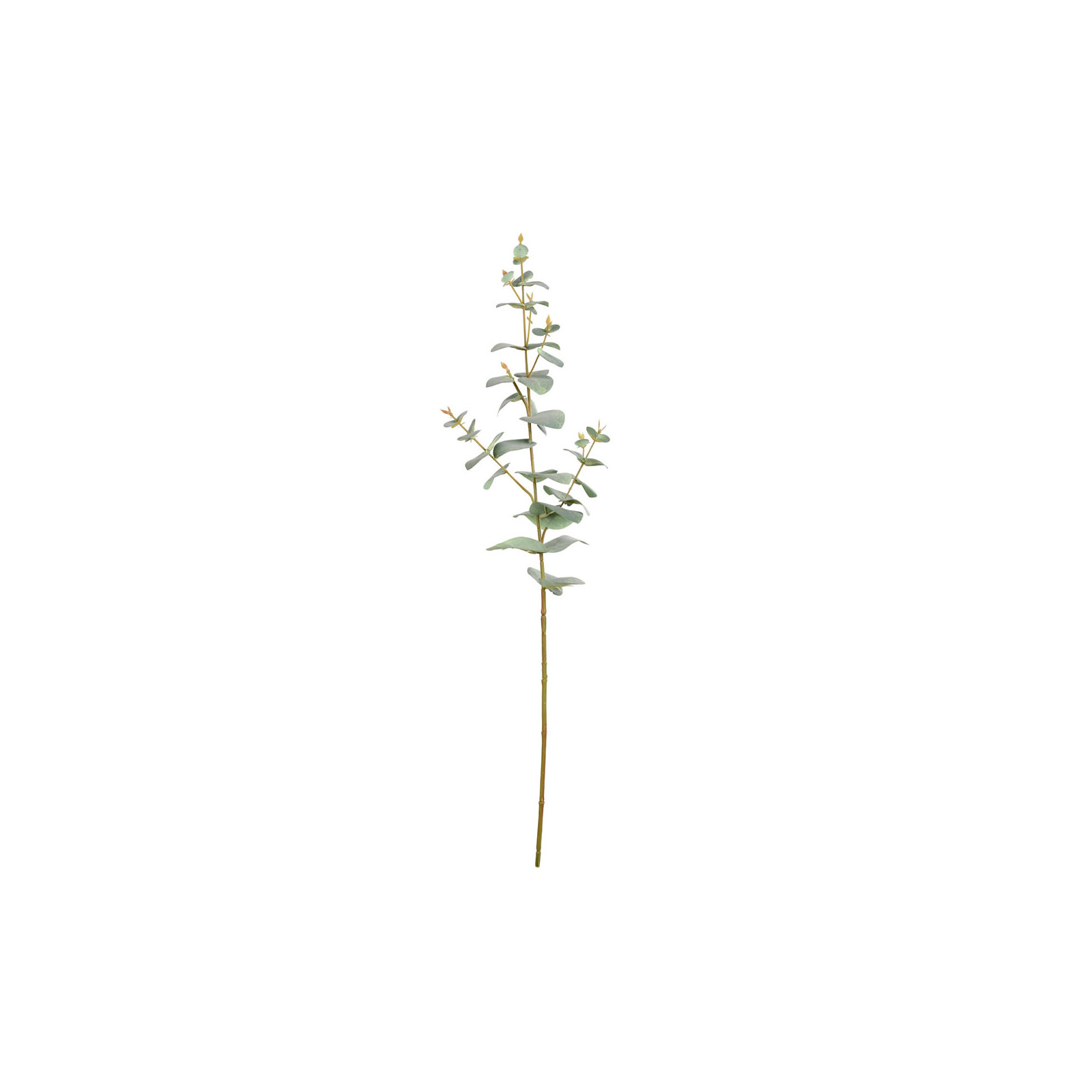 Eucalyptus Spray