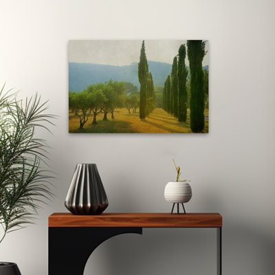 Cypress Shadows - Landscapes Photography Trees Art