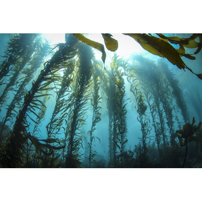 Backlit Kelp Forest by MarcoAMazza - Wrapped Canvas Print
