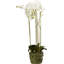 Conservatory Faux Orchid Plant