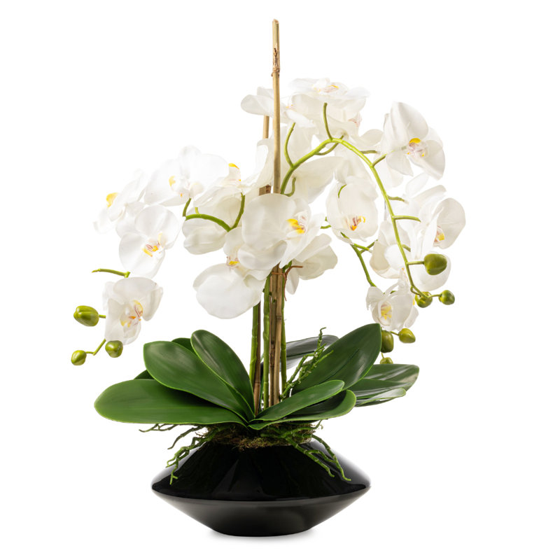 White Orchid in Tapered Black Vase