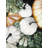 Fall Pumpkins Print On Canvas