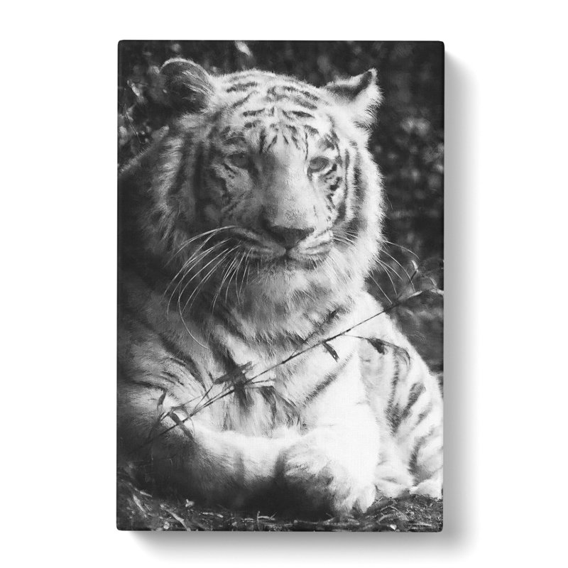 Tiger Vol.3 - Wrapped Canvas, 76cm H x 50cm W x 3cm D