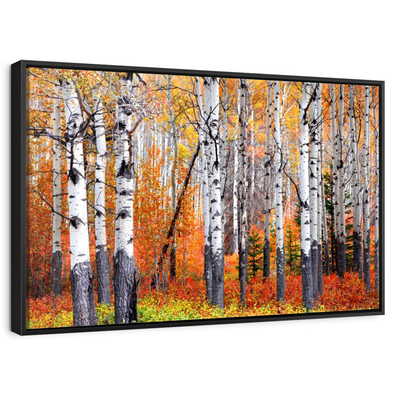 Forêt de trembles de Banff, Cadre flottant noir, 13 po x 9 po