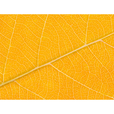 Feuille d'automne par Philippe Moisoux - impression