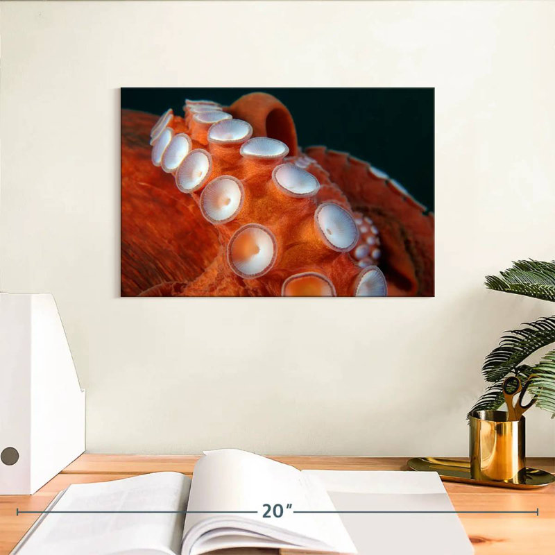 Tentacules Brampt, H 8 po x l 12 po