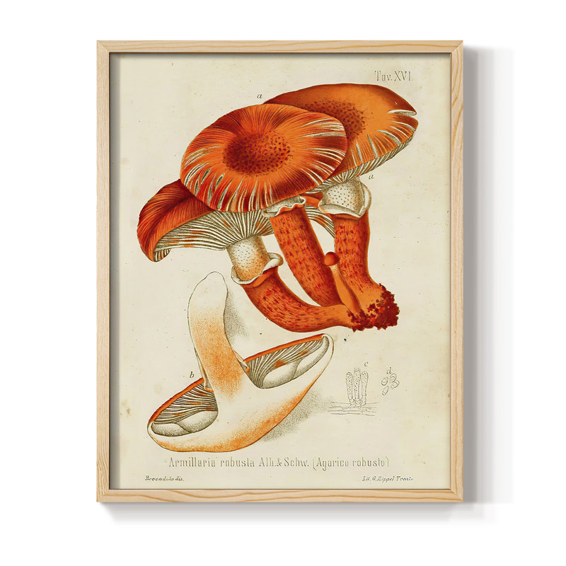 Mushroom Varieties VII Framed Print - Solid Wood