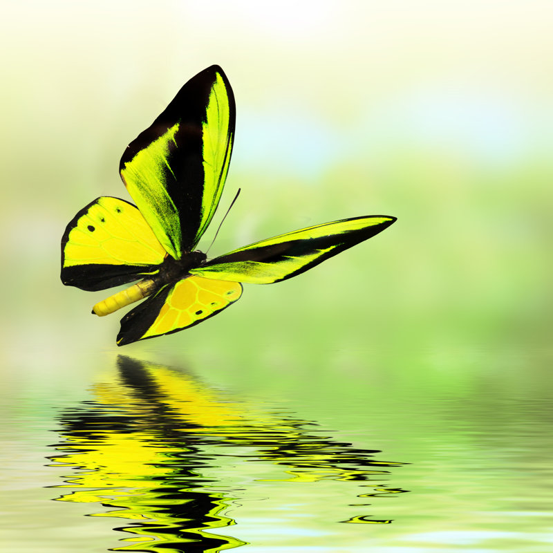 Photographie de papillon sur toile, H 30 po x l 30 po