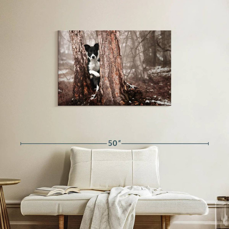 Border collie Brampt, H 24 po x l 36 po