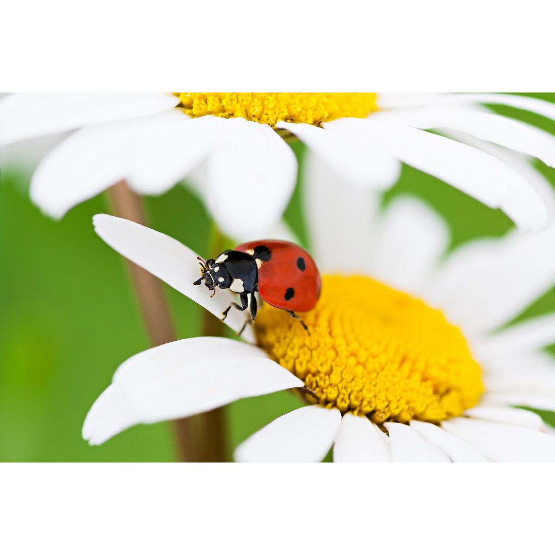 Leinwandbild Marienkäfer sitzt auf einer Kamillenblüte