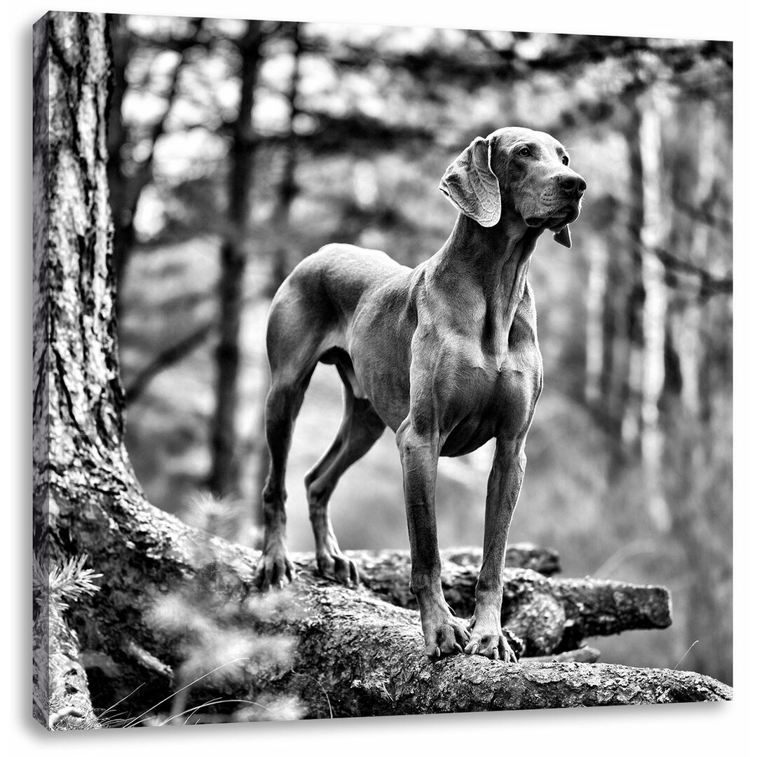 Leinwandbild Edler Weimaraner im Wald