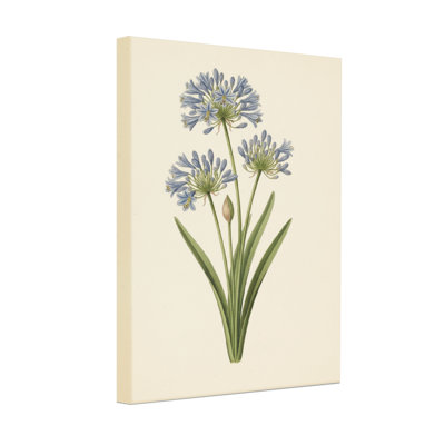 Plants & Flowers Blue Agapanthus Flower Botanical Print