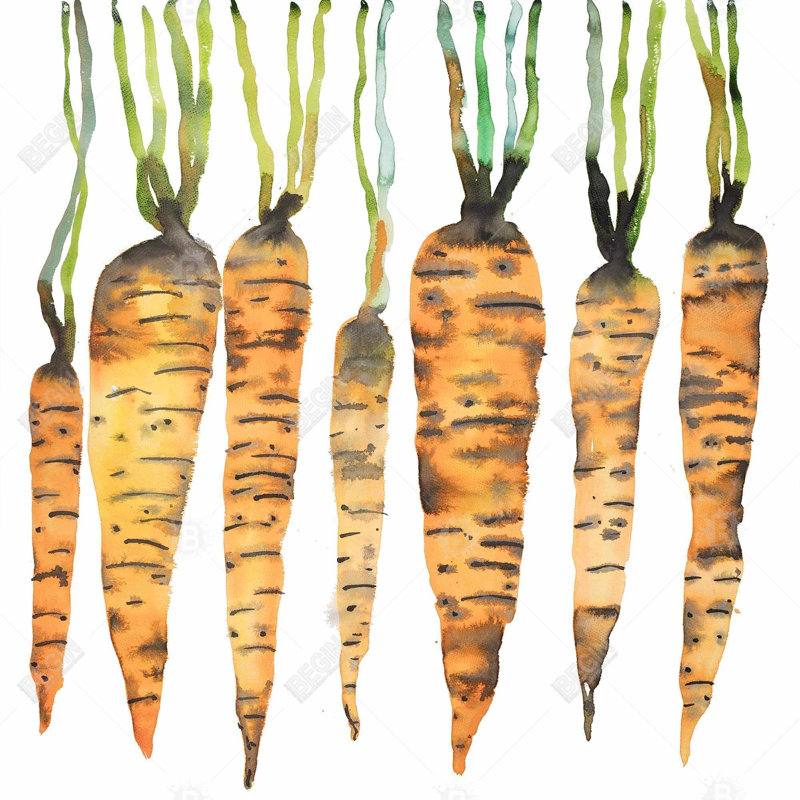 «Watercolor Carrots»