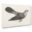 Common Cuckoo by Von Wright - Wrapped Canvas-55372040