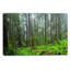 Hoh Rain Forest - reproduction de photo sur toile tendue-1649635790-1655828957