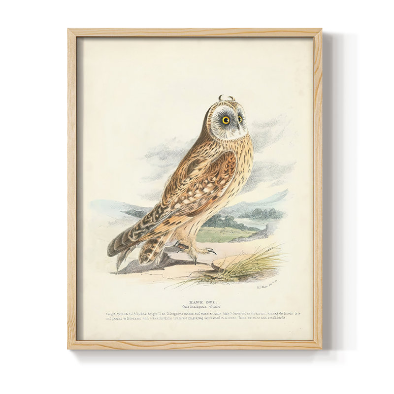 Hawk Owl, reproduction encadrée - bois massif, Naturel, H 11 po x l 9 po