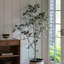 182 cm H Faux Olive Tree Plant in Plastic Pot