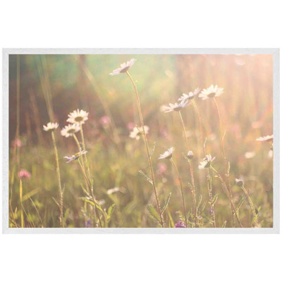 Congers Chamomile - Single Picture Frame Print