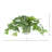 Scindapsus Plant in Ceramic Pot