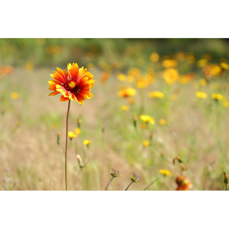 Indian Blanket Flower by Maxvis - Wrapped Canvas Print, 30cm H x 46cm W