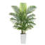 150cm Plant