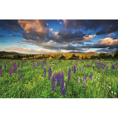 Lupine Sunset by Katherine Gendreau - Wrapped Canvas Art Prints